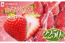 【2026年先行予約】鮮度抜群！朝採れ旬のとちあいか 2026年 3月発送 750g以上×3箱 真岡市 栃木県 送料無料 いちご イチゴ 苺 ストロベリー 