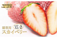 贈答用 スカイベリー (12粒×2パック) 真岡市 栃木県 送料無料