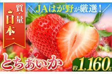 【2026年先行予約】とちあいか  (290g×4パック）約1160g | 日本一 いちご生産量 JAはが野 栃木県 代表 真岡市 栃木県 送料無料 苺 ストロベリー 人気品種 フルーツ 果物