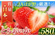 【2026年先行予約】とちあいか  (約290g×2パック）約580g | 日本一 いちご生産量 JAはが野 栃木県 代表 真岡市 栃木県 送料無料 苺 ストロベリー 人気品種 フルーツ 果物