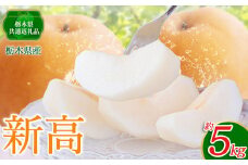 【2024年先行予約】栃木県産 新高 | ナシ 梨 なし 果物 フルーツ 秋の味覚 栃木県 宇都宮産 真岡市 ふるさと納税 送料無料 