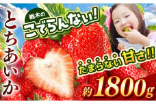  栃木のこでらんないイチゴ（とちあいか）約300g×6｜とちあいか イチゴ いちご 高糖度 酸味が少ない 完熟 甘味が強い 栃木県 日本一 