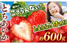 栃木のこでらんないイチゴ（とちあいか） 約300g×2｜ とちあいか いちご イチゴ 栃木 日本一 高糖度 酸味が少ない 完熟 栃木県 真岡市 送料無料