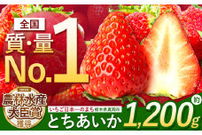 とちあいか いちご 1200g ( 4パック ) 期間限定 数量限定｜ いちご日本一 ミス苺 応援 農林水産省 最多獲得 苺 ストロベリー 人気 果物 フルーツ 真岡市 栃木県 限定品種 送料無料 1月 2月 3月発送 | 大小混合 サイズ 小分け