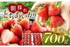 【2026年先行予約】【贈答用】朝採れいちご とちあいか 700ｇ 真岡市 栃木県 送料無料