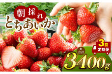 【2026年先行予約】【定期便3回】朝採れいちご とちあいか (1月1000g,2月1000g,3月1400g） 真岡市 栃木県 送料無料