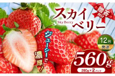 スカイベリー（贈答向け）【12月発送】280ｇ×2p | 贈答品 プレゼント 新鮮 完熟 いちご 旬 スカイベリー 苺 ストロベリー 高級 産地直送 大容量 人気 高評価 真岡市 栃木県 送料無料