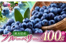 【先行予約】ブルーベリー 400g  | 新鮮ブルーベリー 国産 美味しいブルーベリー お取り寄せフルーツ 甘い ジュース ジャム 手摘みブルーベリー 真岡市 栃木県 送料無料