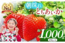 朝採れのいちご とちあいか 朝摘み いちご 苺 イチゴ ストロベリー 大きい 美味しい 果汁 甘い あまい 1000g 真岡市 栃木県 送料無料