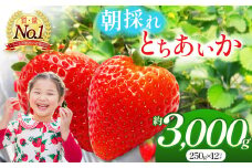 朝採れのいちご とちあいか 朝摘み いちご 苺 イチゴ ストロベリー 大きい 美味しい 果汁 甘い あまい 3000g 真岡市 栃木県 送料無料
