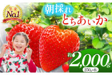 朝採れのいちご とちあいか 朝摘み いちご 苺 イチゴ ストロベリー 大きい 美味しい 果汁 甘い あまい 2000g 真岡市 栃木県 送料無料