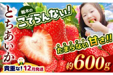  【12月発送】栃木のこでらんないイチゴ（とちあいか） 約300g×2｜ とちあいか いちご イチゴ 栃木 日本一 高糖度 酸味が少ない 完熟 栃木県 真岡市 送料無料