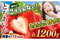 【12月発送】栃木のこでらんないイチゴ（とちあいか）約300×4 | とちあいか いちご イチゴ 完熟 高糖度 甘い 酸味が少ない 栃木県 日本一