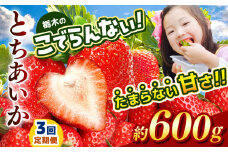 【定期便3回】栃木のこでらんないイチゴ（とちあいか） 約300g×2｜ とちあいか いちご イチゴ 栃木 日本一 高糖度 酸味が少ない 完熟 栃木県 真岡市 送料無料