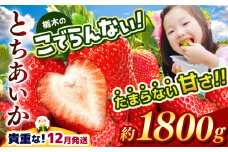  【12月発送】栃木のこでらんないイチゴ（とちあいか）約300g×6｜とちあいか イチゴ いちご 高糖度 酸味が少ない 完熟 甘味が強い 栃木県 日本一 