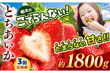 【定期便3回】栃木のこでらんないイチゴ（とちあいか） 約300g×6｜ とちあいか いちご イチゴ 栃木 日本一 高糖度 酸味が少ない 完熟 栃木県 真岡市 送料無料