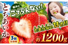 【定期便3回】栃木のこでらんないイチゴ（とちあいか） 約300g×4｜ とちあいか いちご イチゴ 栃木 日本一 高糖度 酸味が少ない 完熟 栃木県 真岡市 送料無料