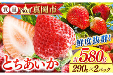 鮮度抜群 とちあいか 1箱 (290g×2) 580g  |  選べる 容量 1箱 日本一 産地 大粒 冬 味覚 いちご 苺 イチゴ ストロベリー 大きい  ハート 美味しい 果汁 ジューシー 甘い あまい 甘味 たっぷり 大容量 | 人気 レビュー 栃木県 真岡市 送料無料