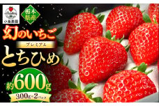 幻のプレミアムいちご とちひめ 600g | 希少 柔らかい 果肉 大粒 ジューシー 果汁 いちご 苺 特産品 ストロベリー strawberry スイーツ お取り寄せ ご褒美 贈答用 プレゼント ご褒美 栃木県 真岡市