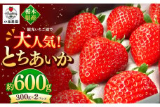 観光農園で大人気！とちあいか｜600g 希少 柔らかい 果肉 大粒 ジューシー 果汁 いちご 苺 特産品 ストロベリー strawberry スイーツ お取り寄せ ご褒美 贈答用 プレゼント ご褒美 栃木県 真岡市