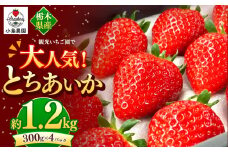 観光農園で大人気！とちあいか｜1200g 希少 柔らかい 果肉 大粒 ジューシー 果汁 いちご 苺 特産品 ストロベリー strawberry スイーツ お取り寄せ ご褒美 贈答用 プレゼント ご褒美 栃木県 真岡市
