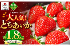 観光農園で大人気！とちあいか｜1800g 希少 柔らかい 果肉 大粒 ジューシー 果汁 いちご 苺 特産品 ストロベリー strawberry スイーツ お取り寄せ ご褒美 贈答用 プレゼント ご褒美 栃木県 真岡市