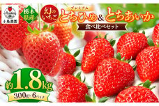 とちひめ とちあいか 食べ比べ プレミアム 幻のいちご｜1800g 希少 柔らかい 果肉 大粒 ジューシー 果汁 いちご 苺 特産品 ストロベリー strawberry スイーツ お取り寄せ ご褒美 贈答用 プレゼント ご褒美 栃木県 真岡市