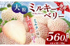 【1月発送】希少な白いちご ミルキーベリー いちご ギフト｜280g×2p 1月 贈答品 プレゼント 新鮮 完熟 いちご 旬 スカイベリー 苺 ストロベリー 高級 産地直送 大容量 人気 高評価 真岡市 栃木県 送料無料