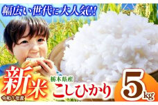 【先行予約】栃木県産コシヒカリ 5kg  | 新米 真岡市産 こしひかり コシヒカリ とちぎの星 銘柄 お米 米 おにぎり おむすび  ふるさと納税 先行 予約 栃木県 真岡市 送料無料 