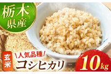 【先行予約】真岡市産 コシヒカリ  玄米 10kg | お米 新米 米 白米 玄米 おにぎり 日本 主食 米 おいしい おこめ 10kg 30kg 栃木県 真岡市 送料無料