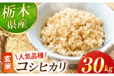 【先行予約】真岡市産 コシヒカリ  玄米 30kg | お米 新米 米 白米 玄米 おにぎり 日本 主食 米 おいしい おこめ 10kg 30kg 栃木県 真岡市 送料無料
