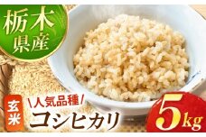 【先行予約】真岡市産 コシヒカリ  玄米 5kg | 2025年 10月 11月 12月 秋 先行予約 お米 新米 米 白米 玄米 おにぎり 日本 主食 米 おいしい おこめ 5kg 10kg 20kg 30kg 栃木県 真岡市 送料無料