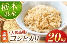 【先行予約】真岡市産 コシヒカリ  玄米 20kg | お米 新米 米 白米 玄米 おにぎり 日本 主食 米 おいしい おこめ 5kg 10kg 20kg 30kg 栃木県 真岡市 送料無料