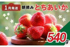 完熟いちご とちあいか 栃木県真岡市産 540g | 2026 年 先行予約 選べる 1月 いちご 苺 strawberry ストロベリー おいしい 甘い ジューシー 贈答用 プレゼント ご褒美 スイーツ おやつ 高評価 人気 レビュー 栃木県 真岡市 日本一 送料無料