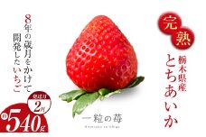 完熟いちご とちあいか 栃木県真岡市産 540g | 2026 年 先行予約 選べる 3月 いちご 苺 strawberry ストロベリー おいしい 甘い ジューシー 贈答用 プレゼント ご褒美 スイーツ おやつ 高評価 人気 レビュー 栃木県 真岡市 日本一 送料無料