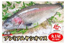 栃木県のブランド魚「プレミアムヤシオマス」丸1尾 新鮮 活け締め｜鮮魚 鱒 国産 産地直送  