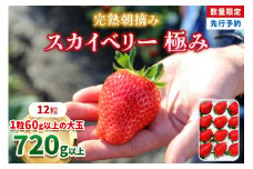 【先行予約】[数量限定] 完熟朝摘みスカイベリー 極み 12粒《1月初旬から2月初旬に順次発送》 澳原いちご農園 | いちご 苺 イチゴ フルーツ 果物 産地直送 栃木県産 