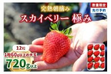 【先行予約】[数量限定] 完熟朝摘みスカイベリー 極み 12粒《1月初旬から2月初旬に順次発送》 澳原いちご農園 | いちご 苺 イチゴ フルーツ 果物 産地直送 栃木県産 