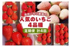 [先行予約] [4ヶ月連続定期便] 人気のいちご4品種お届け定期便 (毎月1品種お届け 計4回) 澳原いちご農園 | とちあいか とちおとめ スカイベリー ミルキーベリー いちご イチゴ 苺 フルーツ 果物 産地直送 栃木県産 期間限定 数量限定