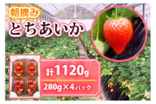  [12月中旬より順次発送予定] 朝摘みとちあいか 1120g (280g×4パック)｜いちご イチゴ 苺 フルーツ 果物 産地直送 矢板市産 栃木県産 先行予約 