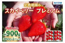 完熟朝摘みスカイベリー プレミアム 900g《1月中旬より順次出荷》 澳原いちご農園 | いちご 苺 フルーツ 果物 産地直送