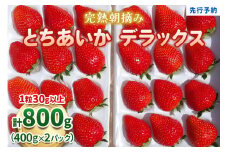 【先行予約】完熟朝摘みとちあいか デラックス 800g 《1月中旬より順次出荷》 澳原いちご農園 | いちご 苺 フルーツ 果物 産地直送 