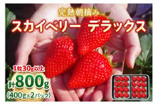 【先行予約】完熟朝摘みスカイベリー デラックス 800g 澳原いちご農園 | イチゴ 苺 果物 果実 スイーツ 産地直送 