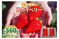 【先行予約】とろける美味しさ！完熟朝摘みスカイベリー！ 560g 澳原いちご農園 |  イチゴ 苺 果物 果実 スイーツ 産地直送 