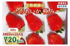 【先行予約】[数量限定] 完熟朝摘みとちあいか 極み 12粒《1月初旬から2月初旬に順次発送》 澳原いちご農園 | いちご イチゴ 苺 フルーツ とちあいか 果物 産地直送 栃木県産 