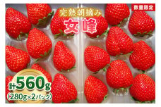 【先行予約】[数量限定] 完熟朝摘み 女峰 560g  澳原いちご農園 | いちご イチゴ 苺 フルーツ 女峰 果物 女峰 産地直送 栃木県産 