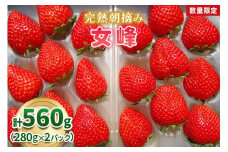 【先行予約】[数量限定] 完熟朝摘み 女峰 560g  澳原いちご農園 | いちご イチゴ 苺 フルーツ 女峰 果物 女峰 産地直送 栃木県産 