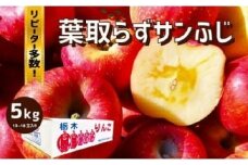 樹上完熟・葉とらず・りんご [ サンふじ ] 5kg  | りんご 果物 フルーツ サンふじ 産地直送 栃木県産