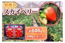  [12月中旬より順次発送予定]朝採りスカイベリー 600g (300g×2パック)｜いちご イチゴ 苺 フルーツ 果物 産地直送 矢板市産 栃木県産 先行予約 