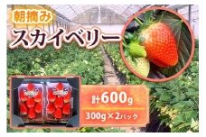  [12月中旬より順次発送予定]朝採りスカイベリー 600g (300g×2パック)｜いちご イチゴ 苺 フルーツ 果物 産地直送 矢板市産 栃木県産 先行予約 